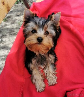 Jorkšírský terrier - 4