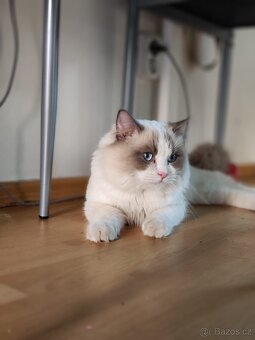 Ragdoll s PP ke krytí - 4