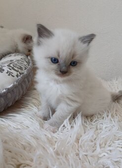 Ragdoll koťátka s PP - 4