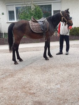 Predam jazdecku kobylu paint horse - 4