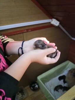 Štěňátka pomeranianu - 4