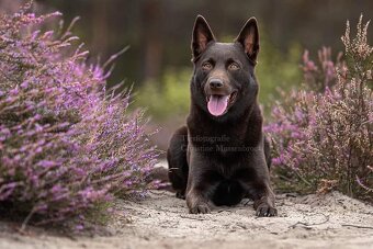 Australská kelpie - 4