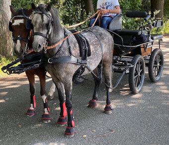 Pony KHV 134 cm (kat.A) 8 letý - 4