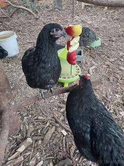 2 kohoutci Australka velká - 4