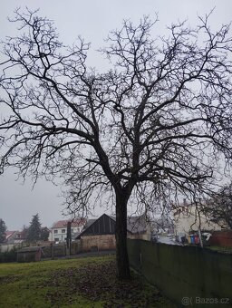 Ořechové dřevo zdarma - 4