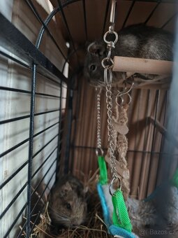 Daruji osmáky - samičky - 4