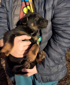 Německý ovčák kříženec, štěňata,štěně - 4