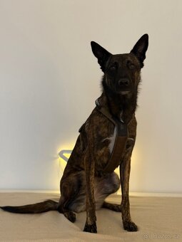 Postroj Nonstop-Dogwear - 4