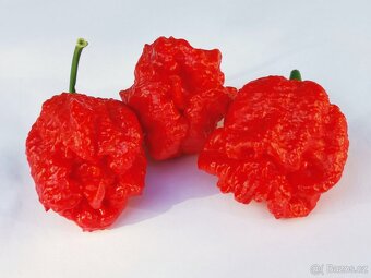 Chilli pasta - Kája Ostrá - 4