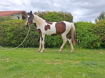 Paint horse valach 2 roky - 4