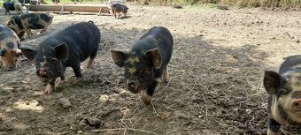Prasata selata kune kune - 4