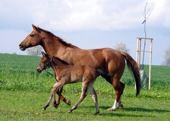 AQH KLISNA  2010 - PRODANÁ - 4