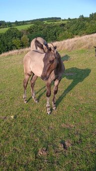 QH hřebeček grullo roan a grullo - 4