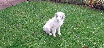 Pyrenejský horský pes - 4