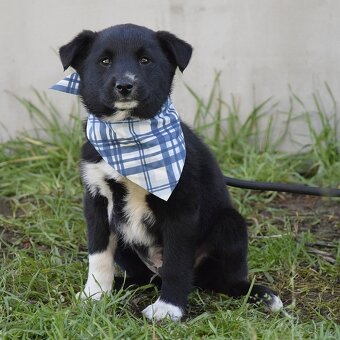 🐾 BIM – malé sluníčko, které čeká na svůj domov - 4