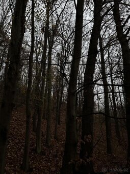 Prodám lesní pozemek v k.ú. Zadní Kopanina - 4