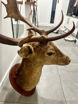 Myslivecká trofej daněk - 4