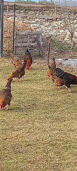 Násadová vejce - 4