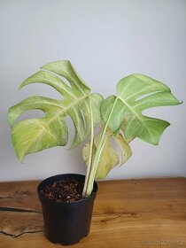 Monstera full mint - 4