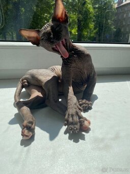 Kocourek Sphynx - 4