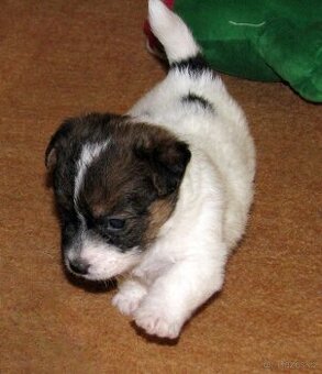 Jack Russell teriér – 2 pejsci + 2 fenky s PP k rezervaci - 4