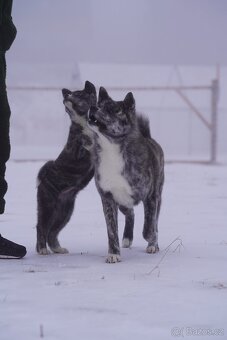 Akita Inu - 4