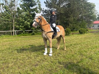 Pony B Hafling - 4