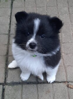 Německý špic střední - 4