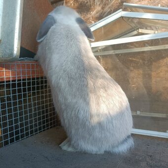 Zakrslý beránek - 4