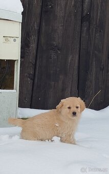 Holčička zlatý retrívr, již k odběru - 4