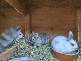 Zakrslý králík - 4