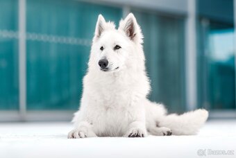 Bílý švýcarský ovčák - 4