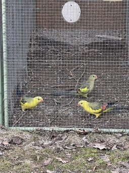 PAPOUŠEK KRÁLOVSKÝ, HORSKÝ A ZPĚVAVÝ - 4