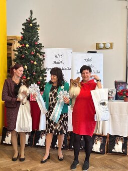 Papillon /krycí pes - 4