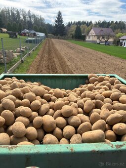 Sadbové brambory Antonie - 4