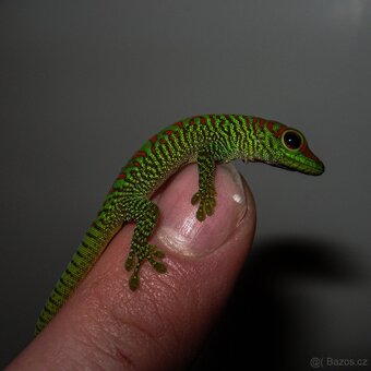 Felsuma madagaskarská grandis - 4
