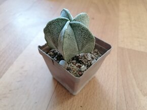 Sbírka 7 kaktusů kaktusy Lophophora a Astrophytum Mexiko USA - 4