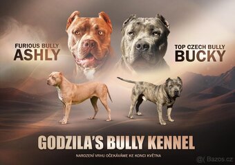 American Bully XL s PP - 4