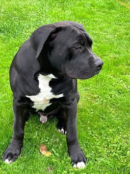 American Bully XL - 4