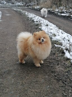 Pomeranian s PP ke KRYTÍ - krémový (žádný prodej) - 4