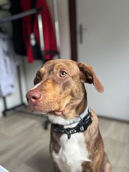Daruji rok staré štěně křížence Catahouli x Pittbula - 4