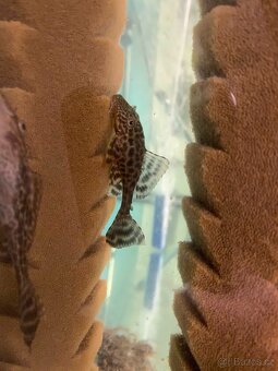 Glyptoper velkoploutvý L 165 - Glyptoperichthys gibbiceps - 4