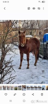 Prodám 2,5 letý valach - 4