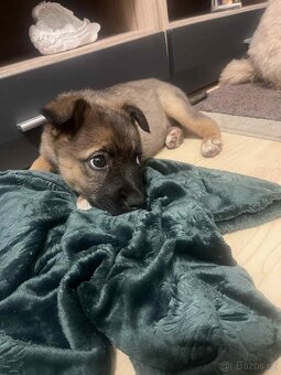 Pejsek Stromeček - 4