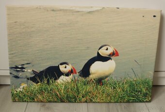 Foto obrazy na plátně - 4