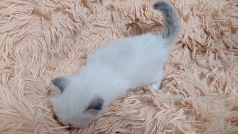 Poslední koťátko Ragdoll k REZERVACI - 4