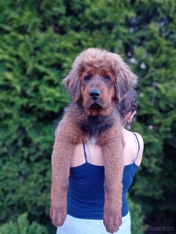 Tibetská doga štěňátka s PP - 4