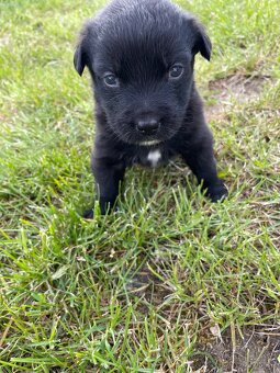 Border kolie x Labrador - 4