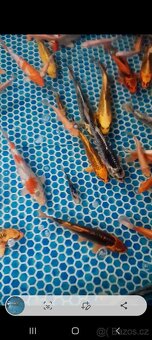 Koi Kapři - 4