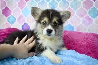 Welsh Corgi Pembroke s PP - 4